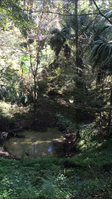 Sinkhole at Kanapaha Gardens